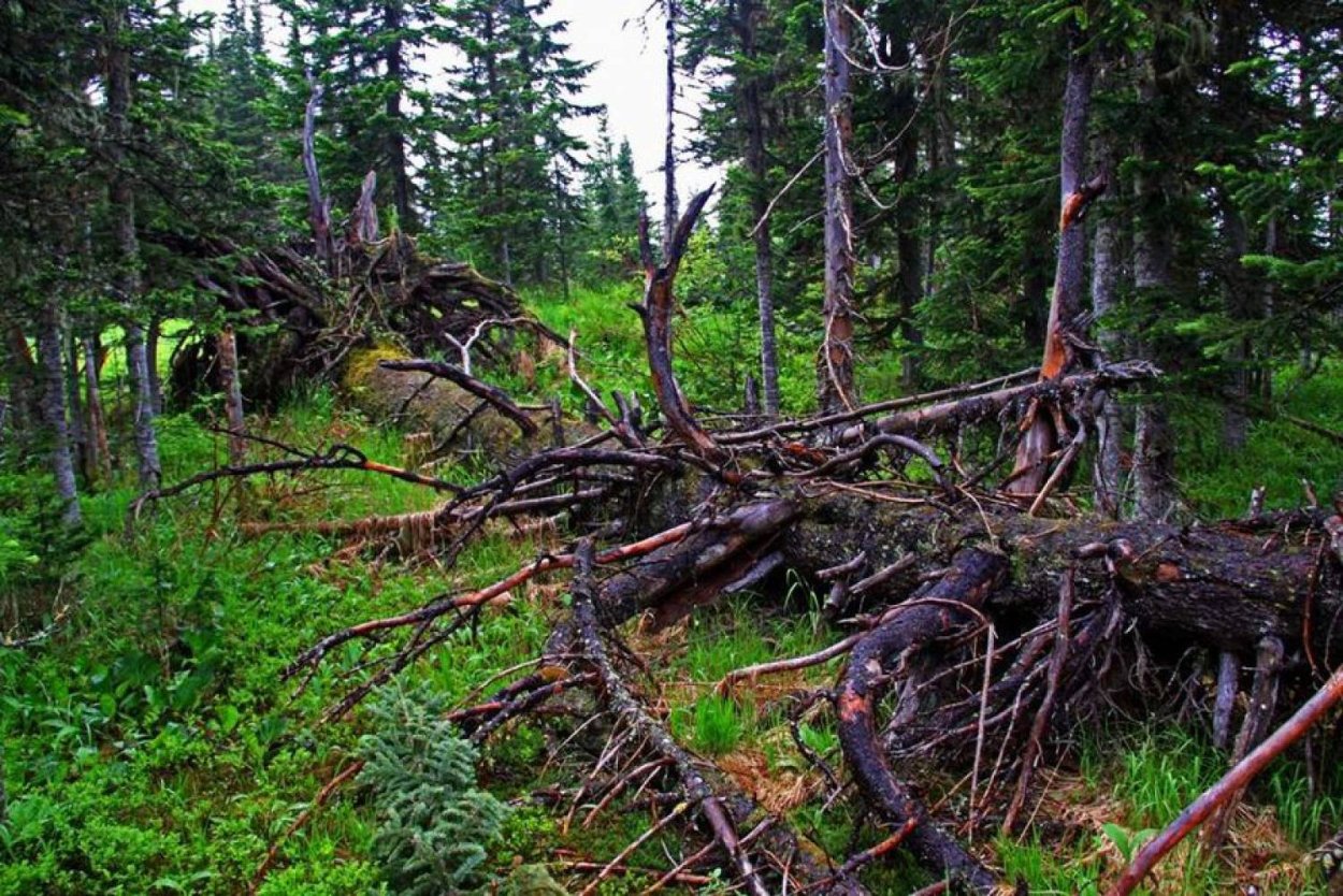 Буреломные леса в Подмосковье