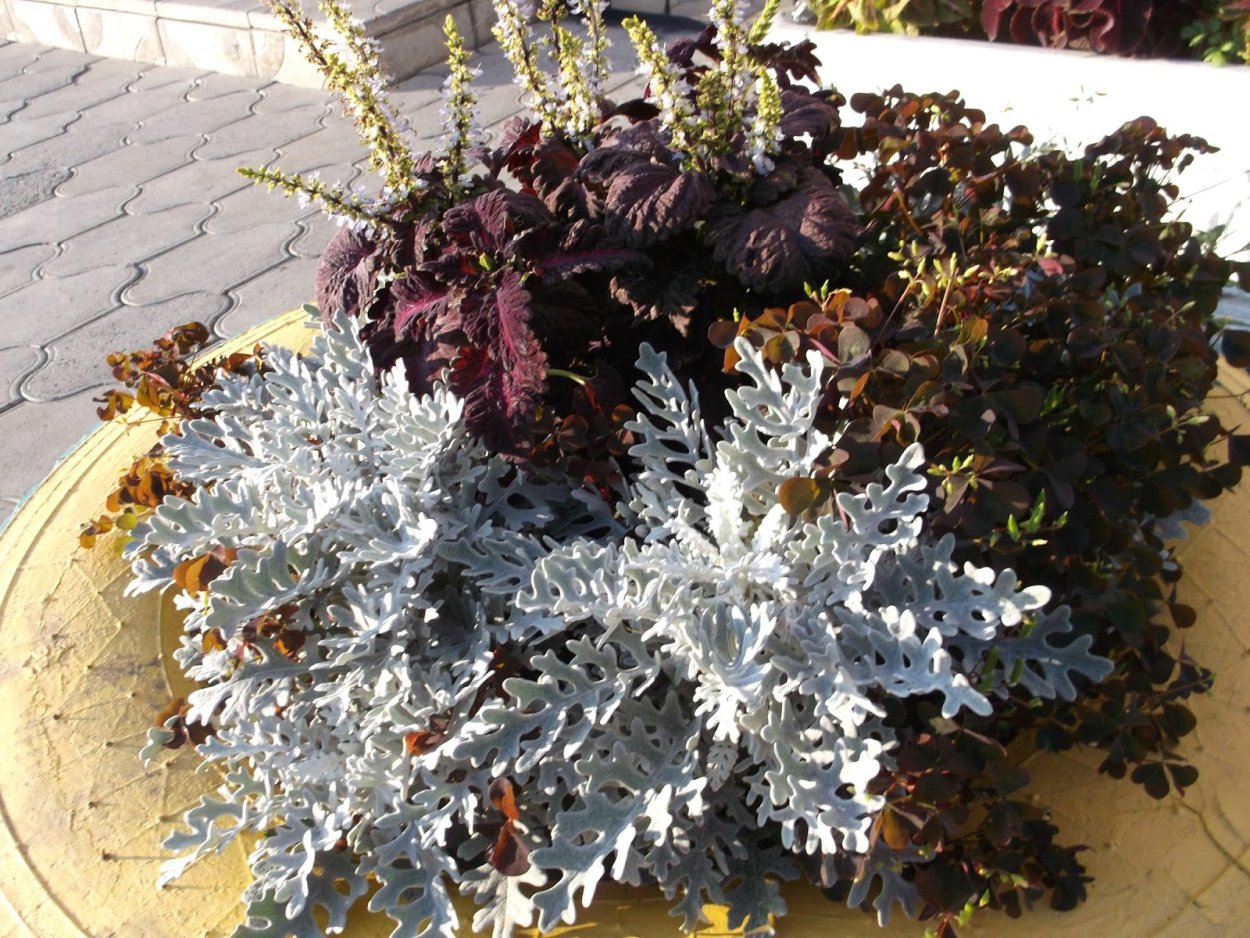 Бархатцы и цинерария на клумбе