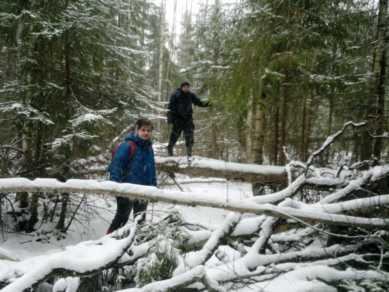 Сибирская Тайга бурелом