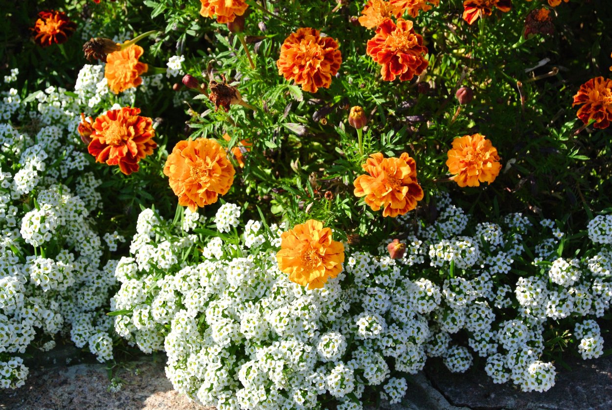 Бархатцы и петуния