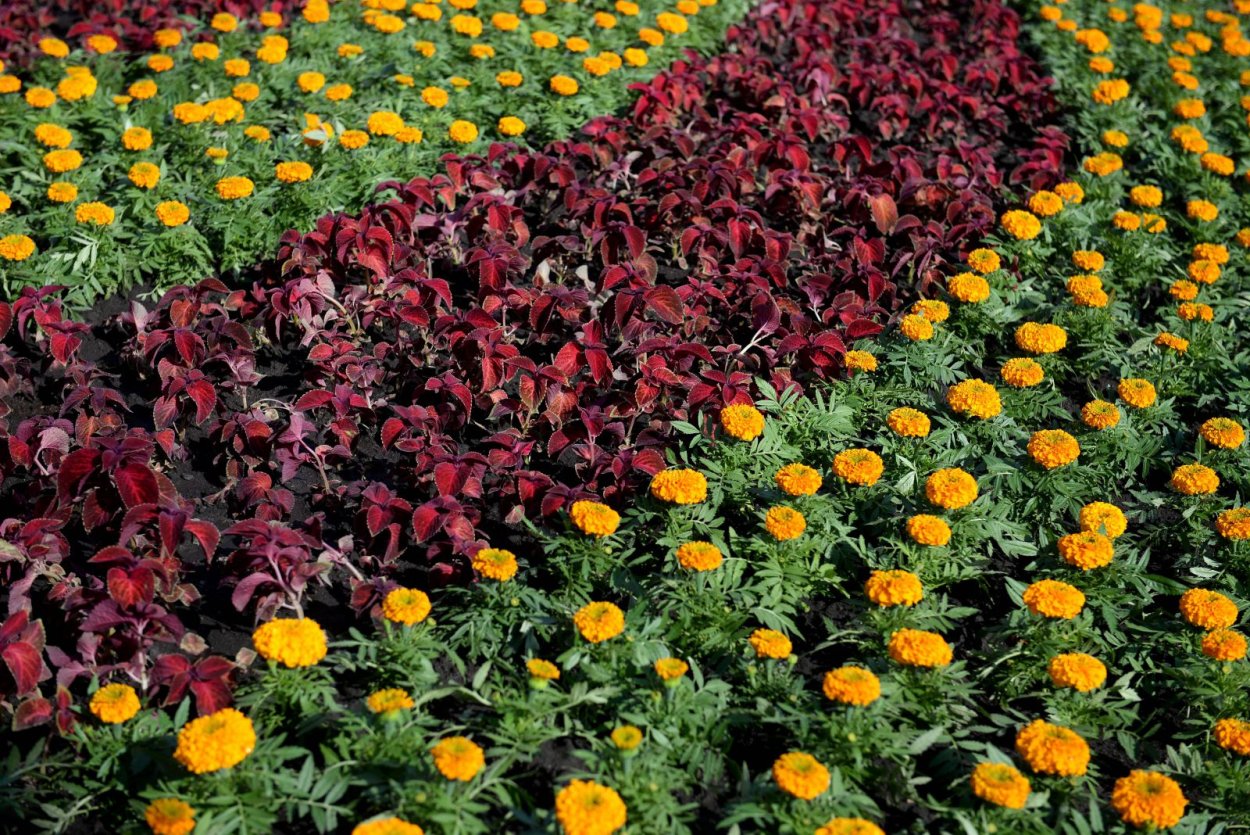 Бархатцы Тайшан