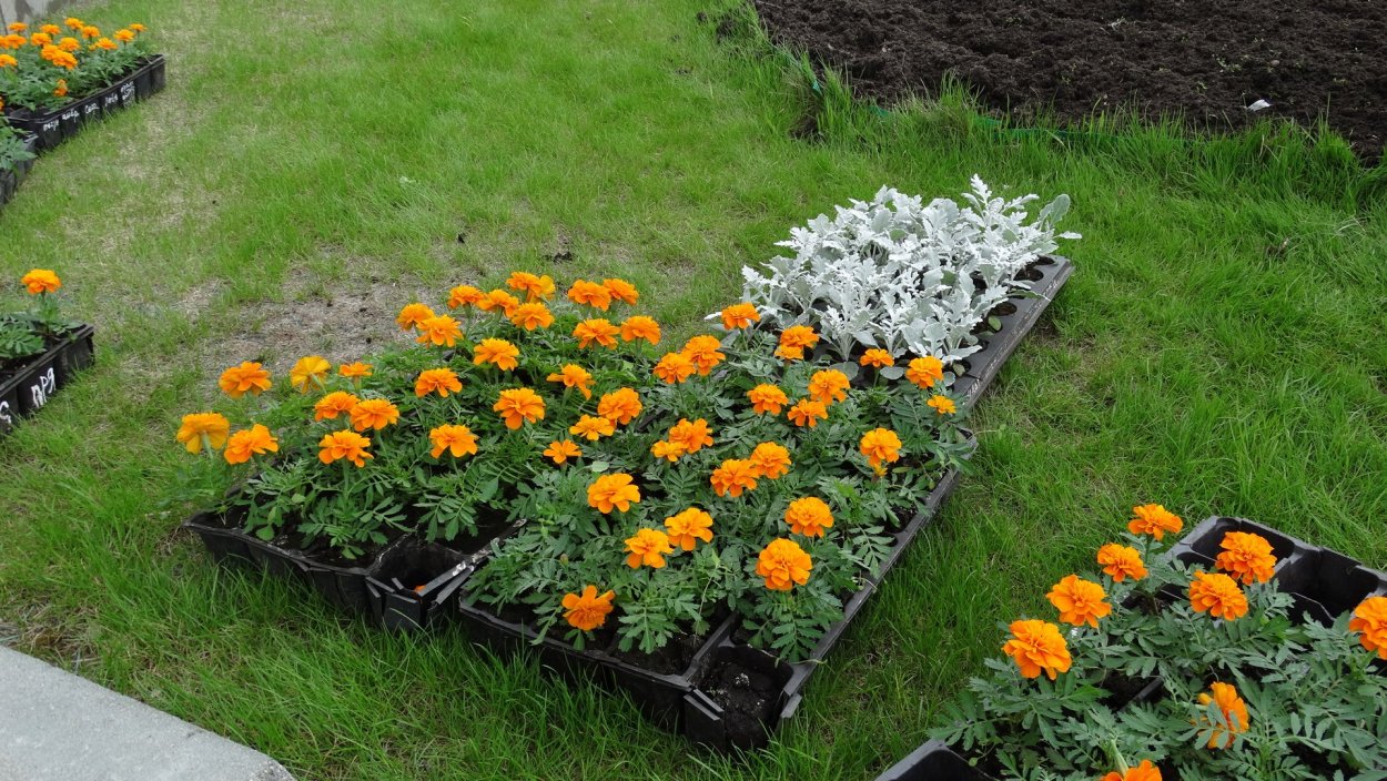 Бархатцы Durango Bee