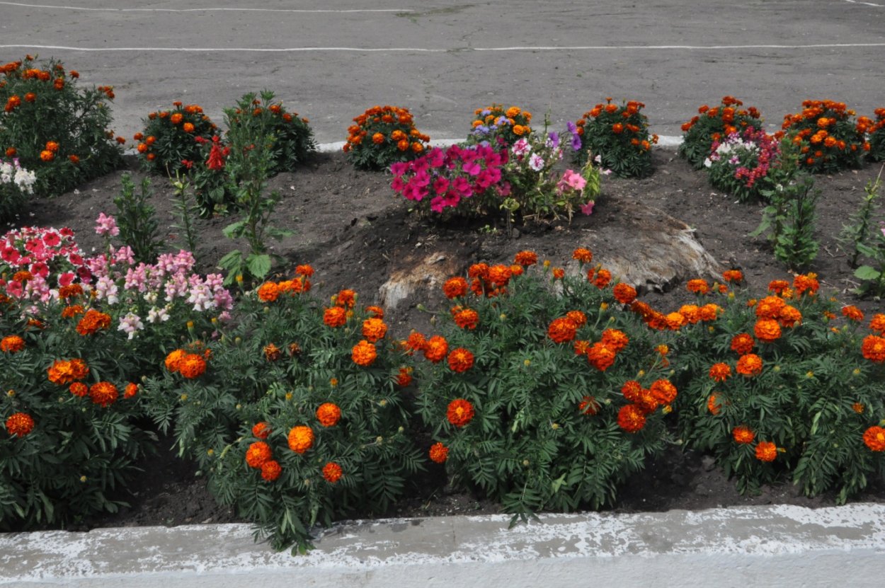 Петунья цинирация снежок