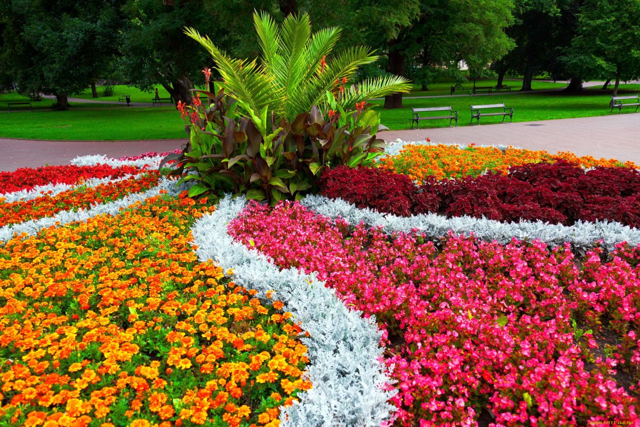 Эшшольция агератум рабатка