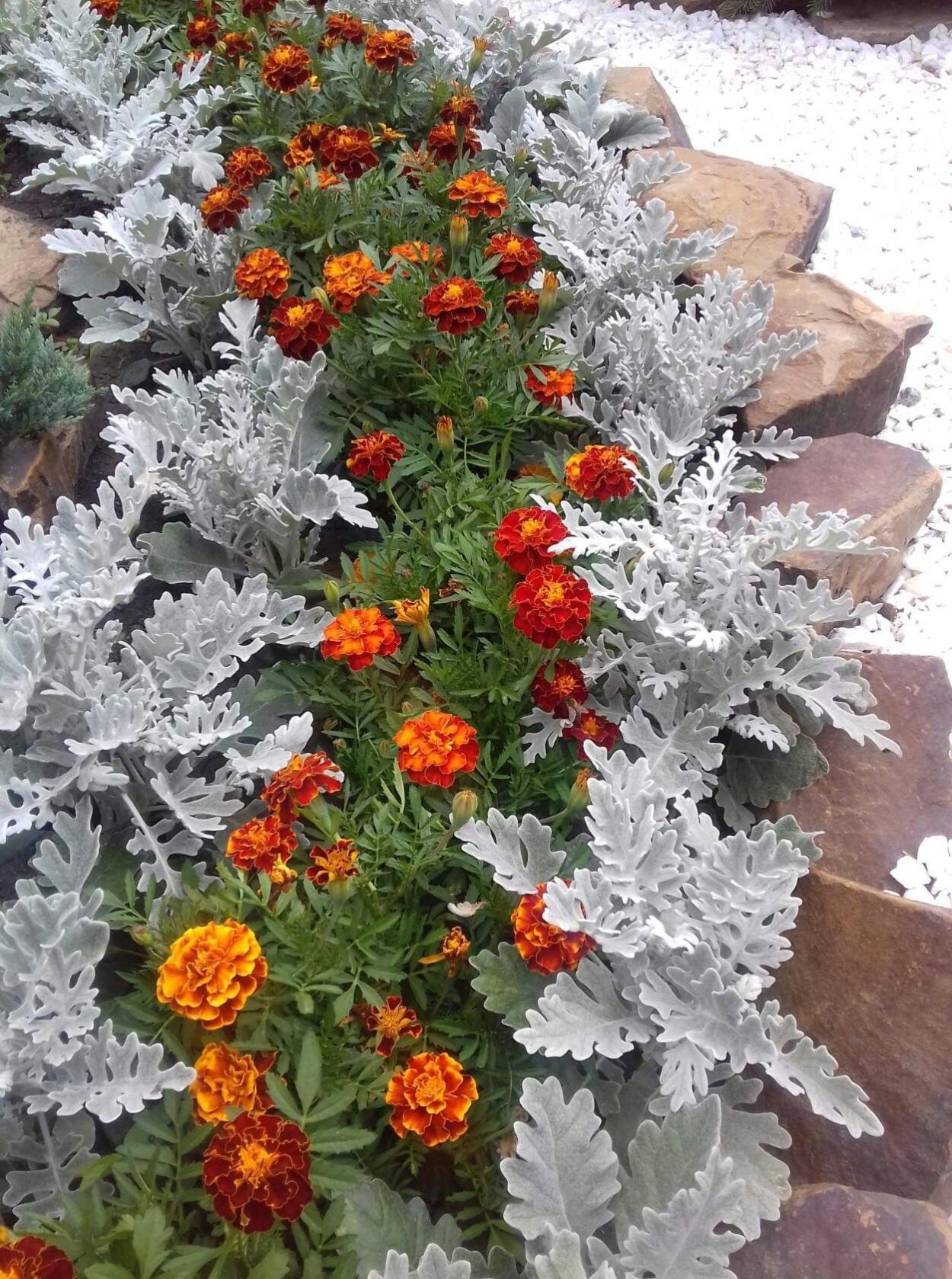 Клумбы бархатцы Сальвия цинерария