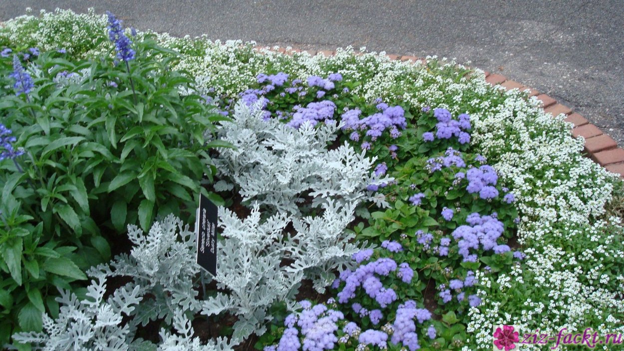 Примула бордюрная