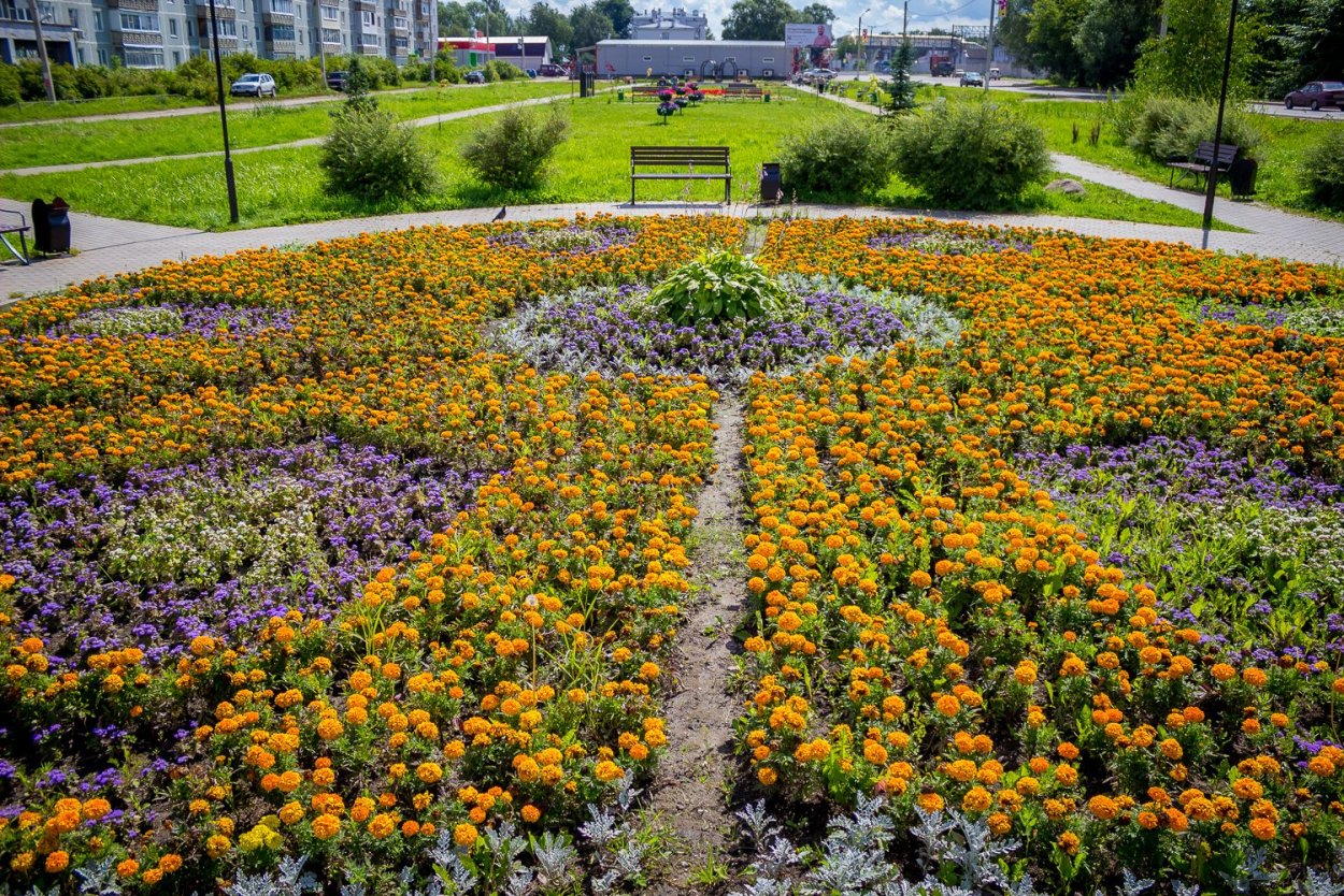 Бархатцы желтый принц