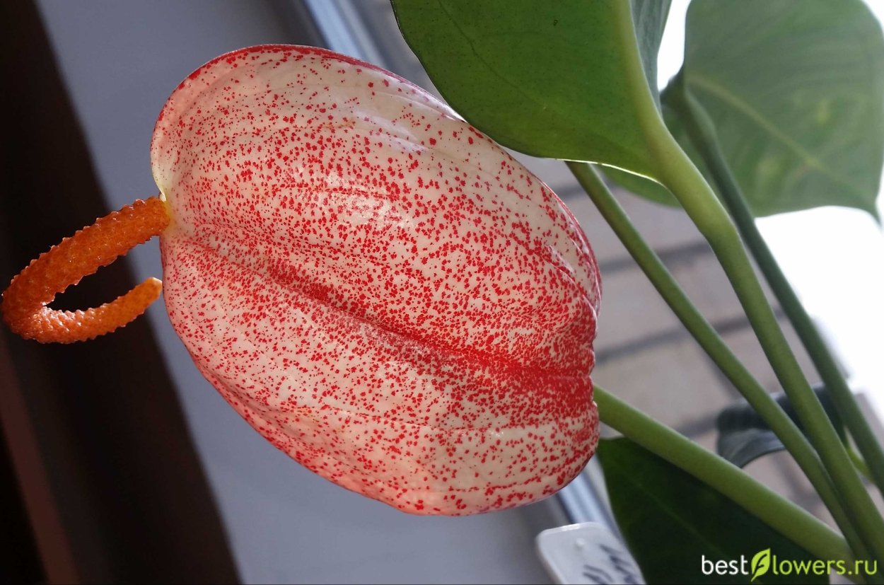 Антуриум Шерцерианум