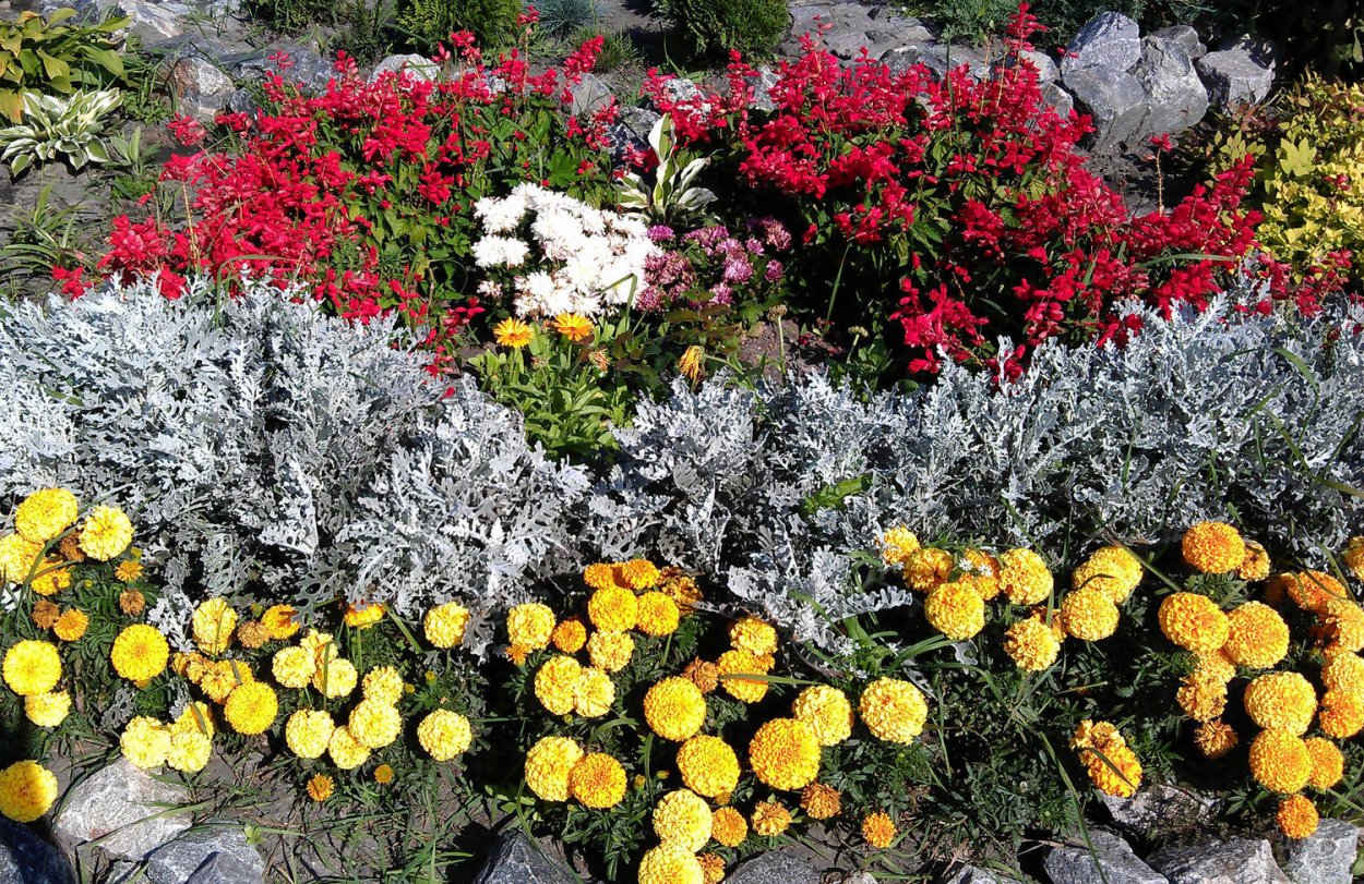 Эшшольция агератум рабатка