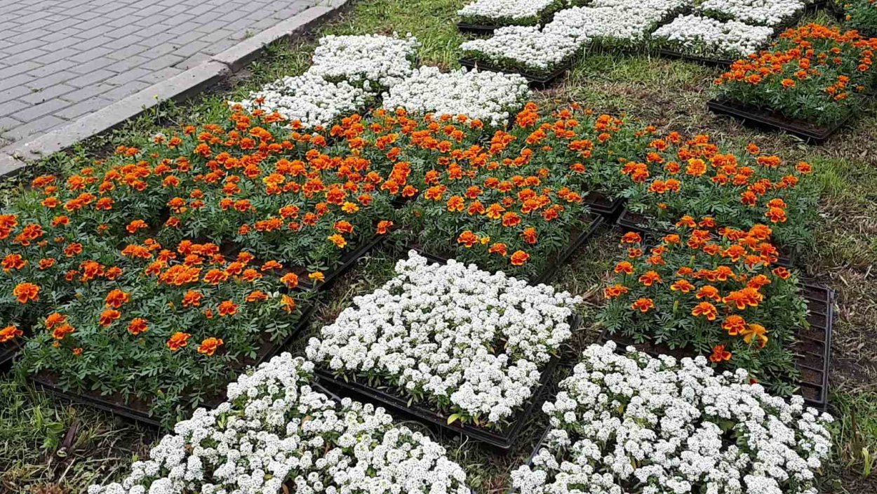 Эшшольция агератум рабатка