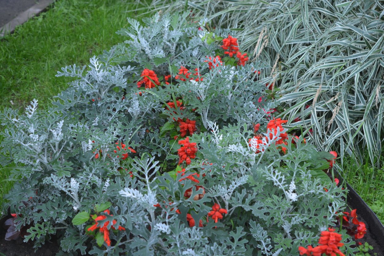 Йенерария берзарцы колеус