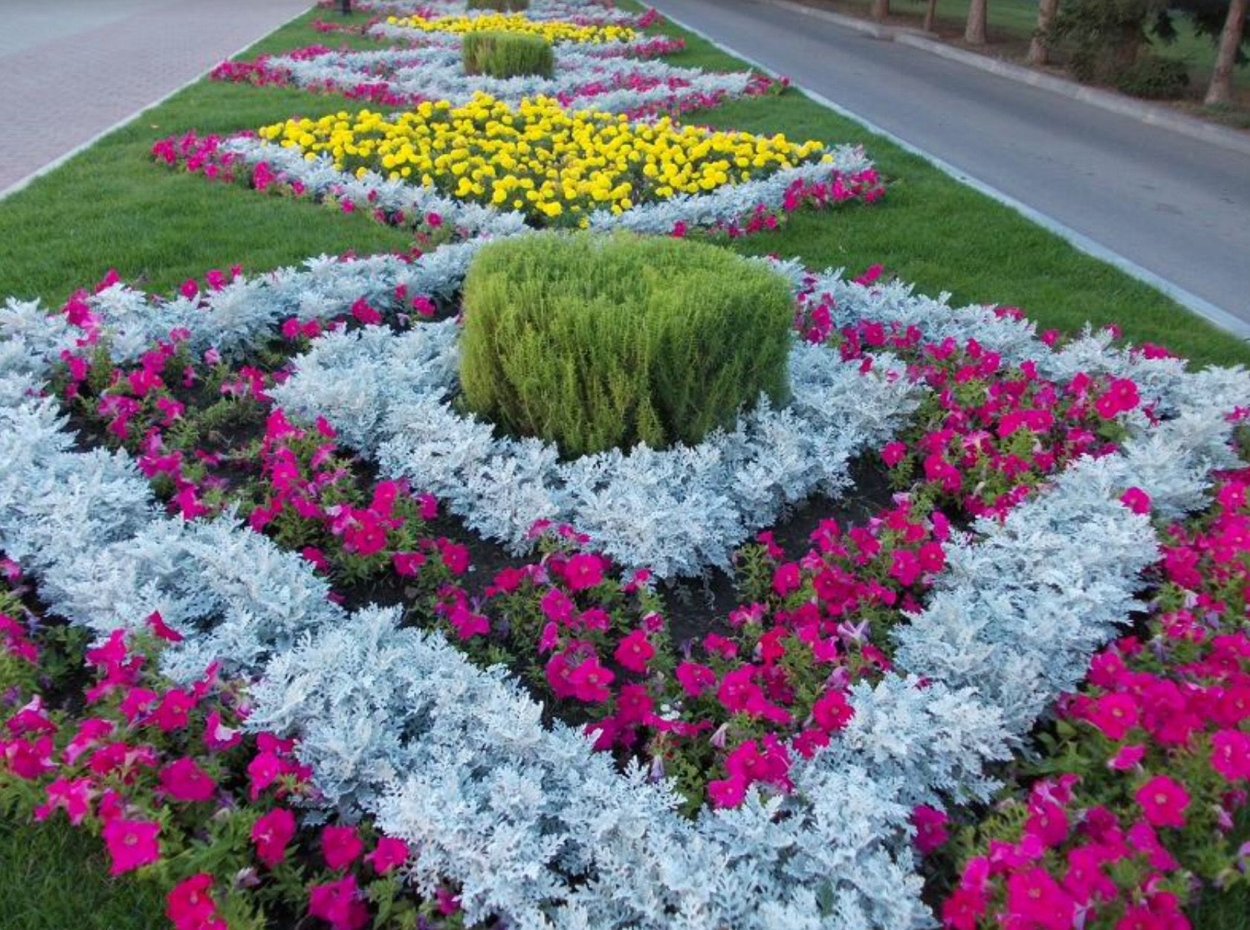 Цинераргия Сильвия колеус