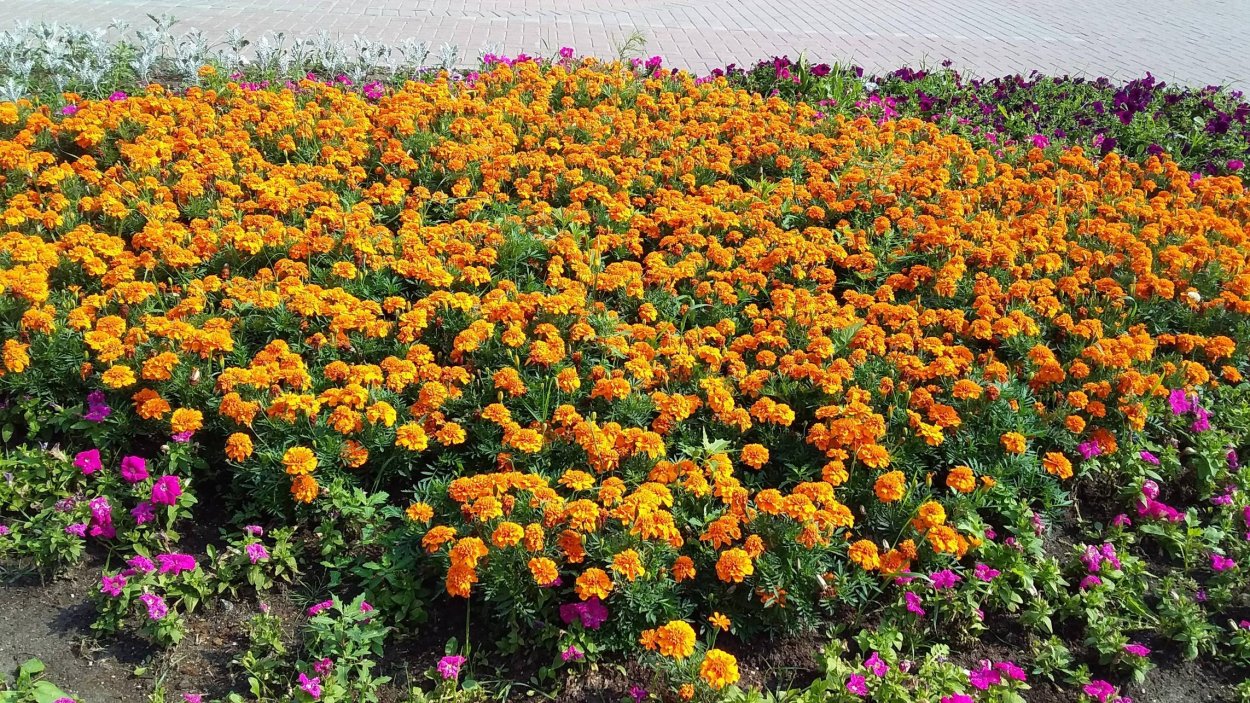 Бархатцы ампельные