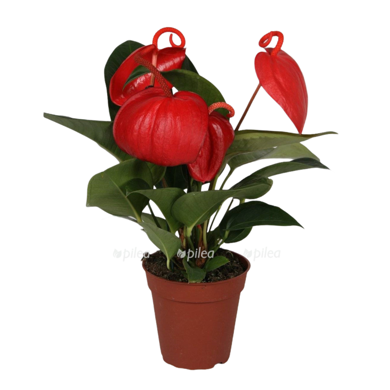 Уайт Харт Антуриум