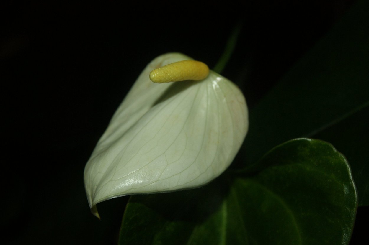 Антуриум Шерцерианум микс