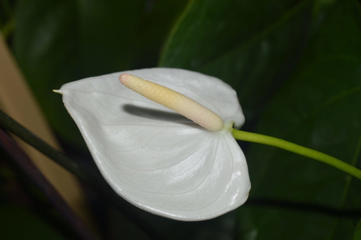 Антуриум джамбо Блэк