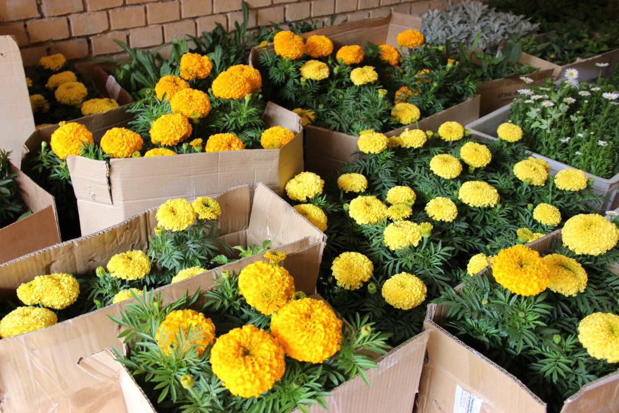 Цинерария Маритима