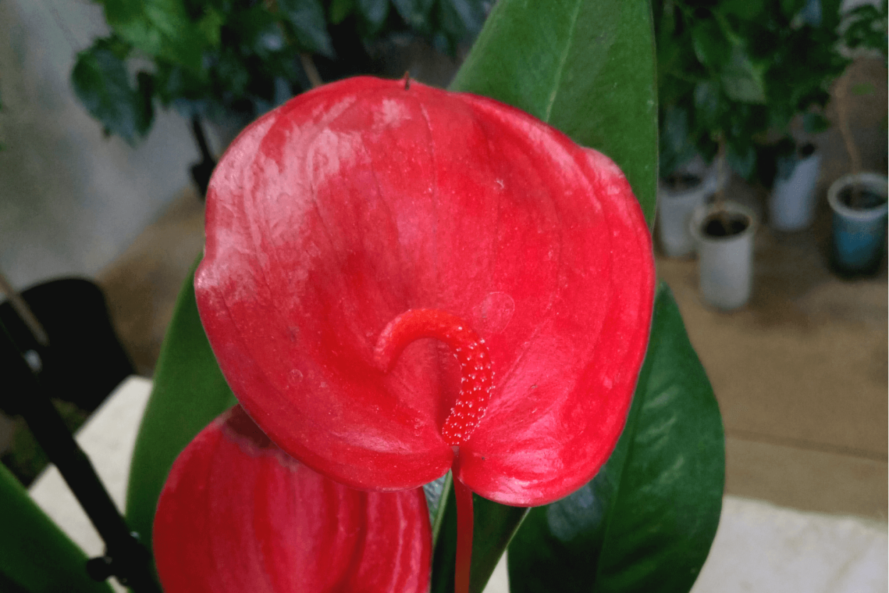 Антуриум Андре Родина растения