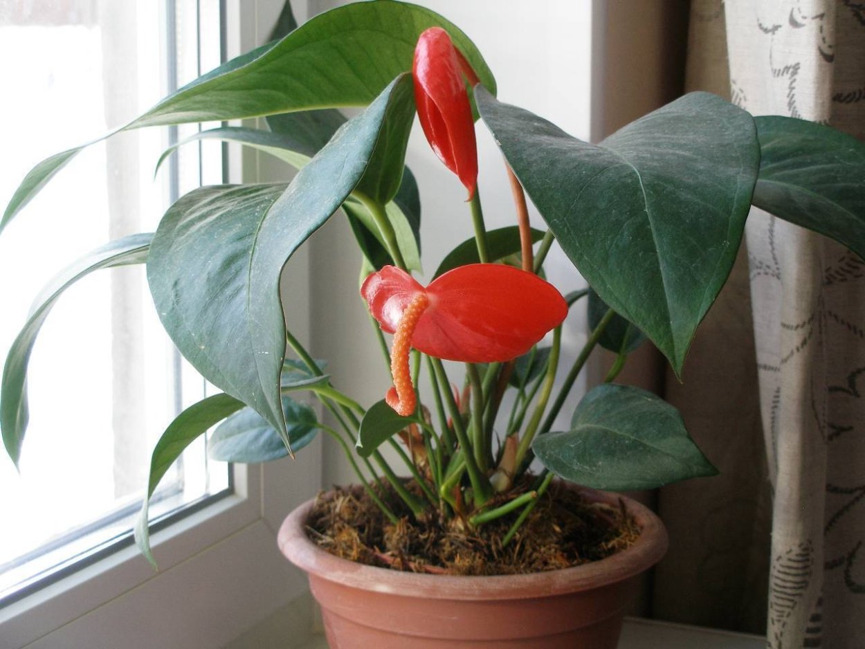 Антуриум Шерцера детки