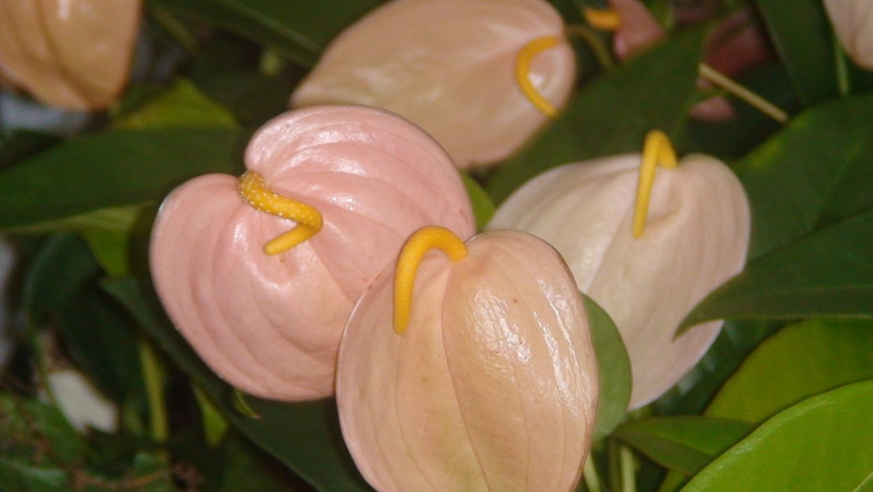 Антуриум Шерцера