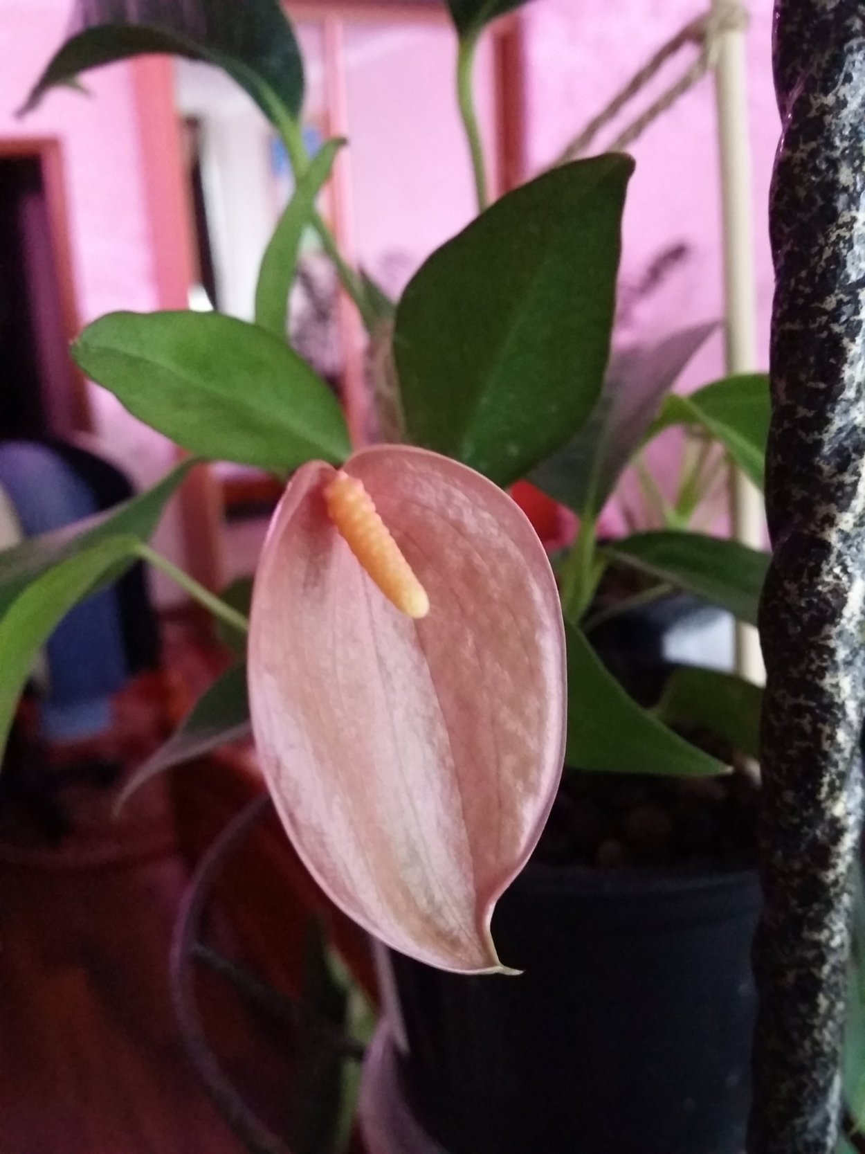 Антуриум Шерцера листья