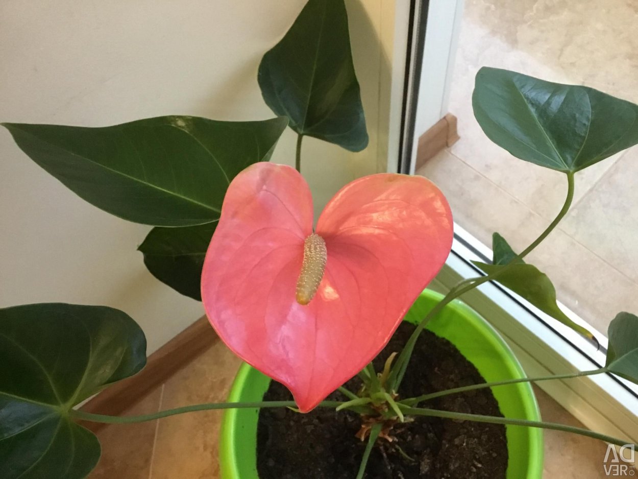 Антуриум Шерцера Гавайи