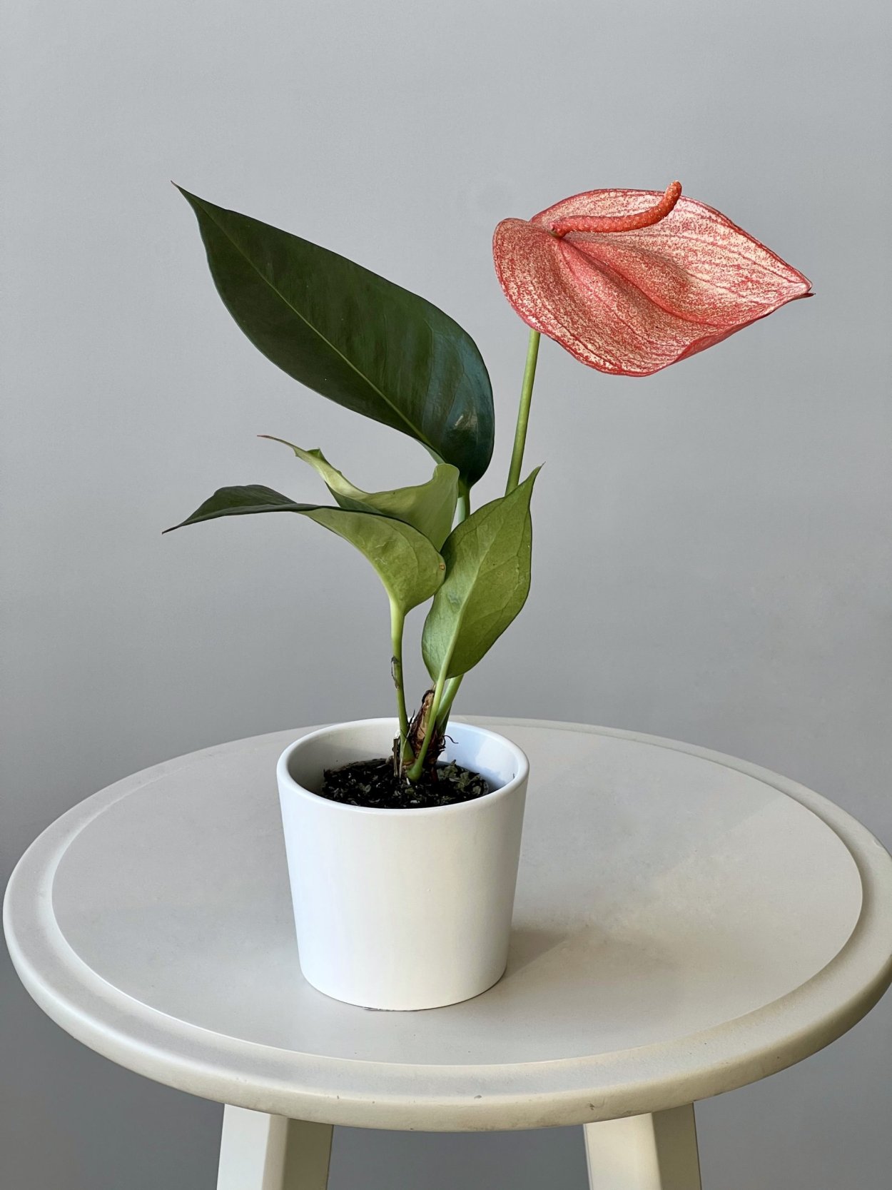 Anthurium белый цветок
