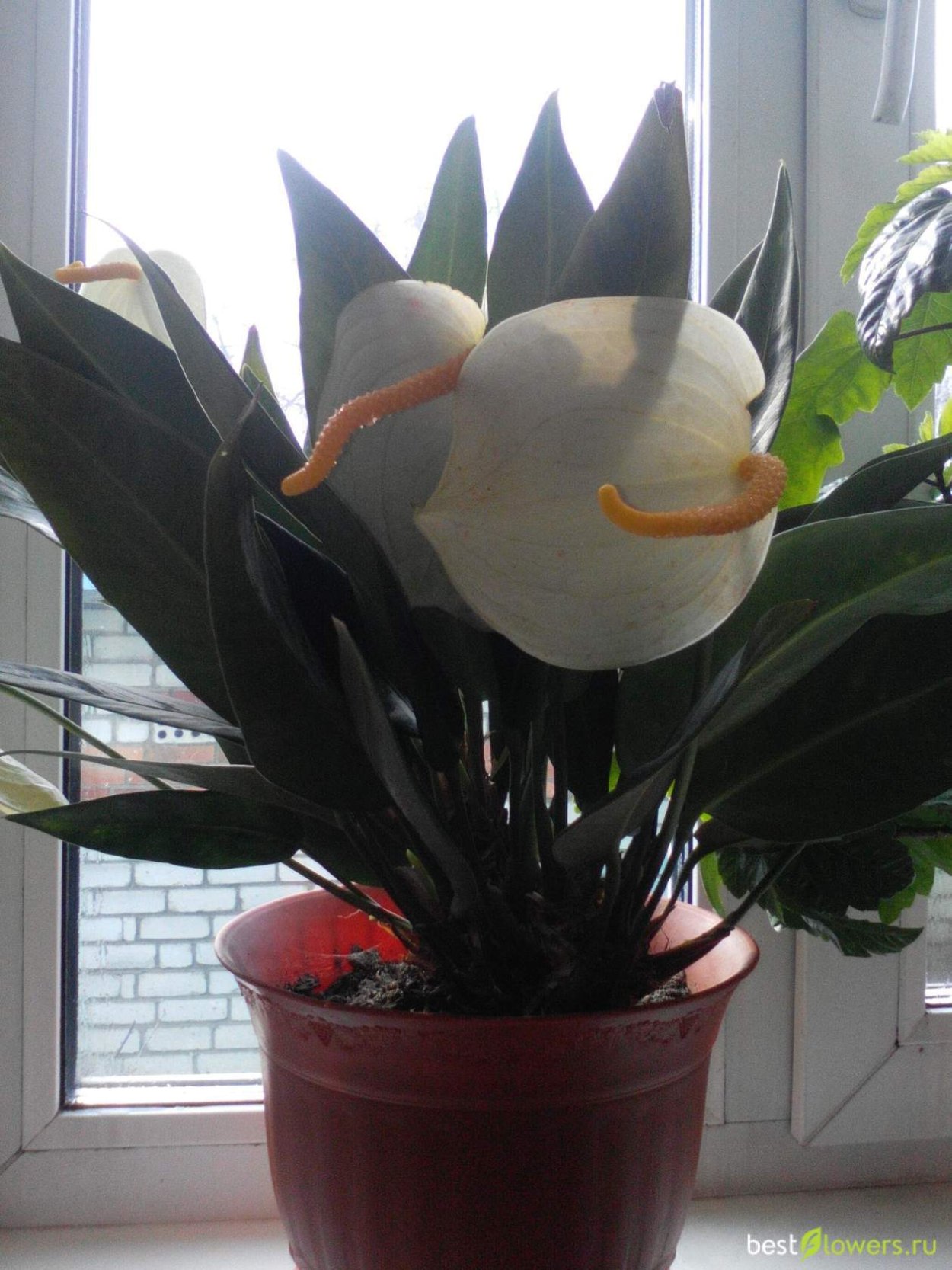 Антуриум SC Gem