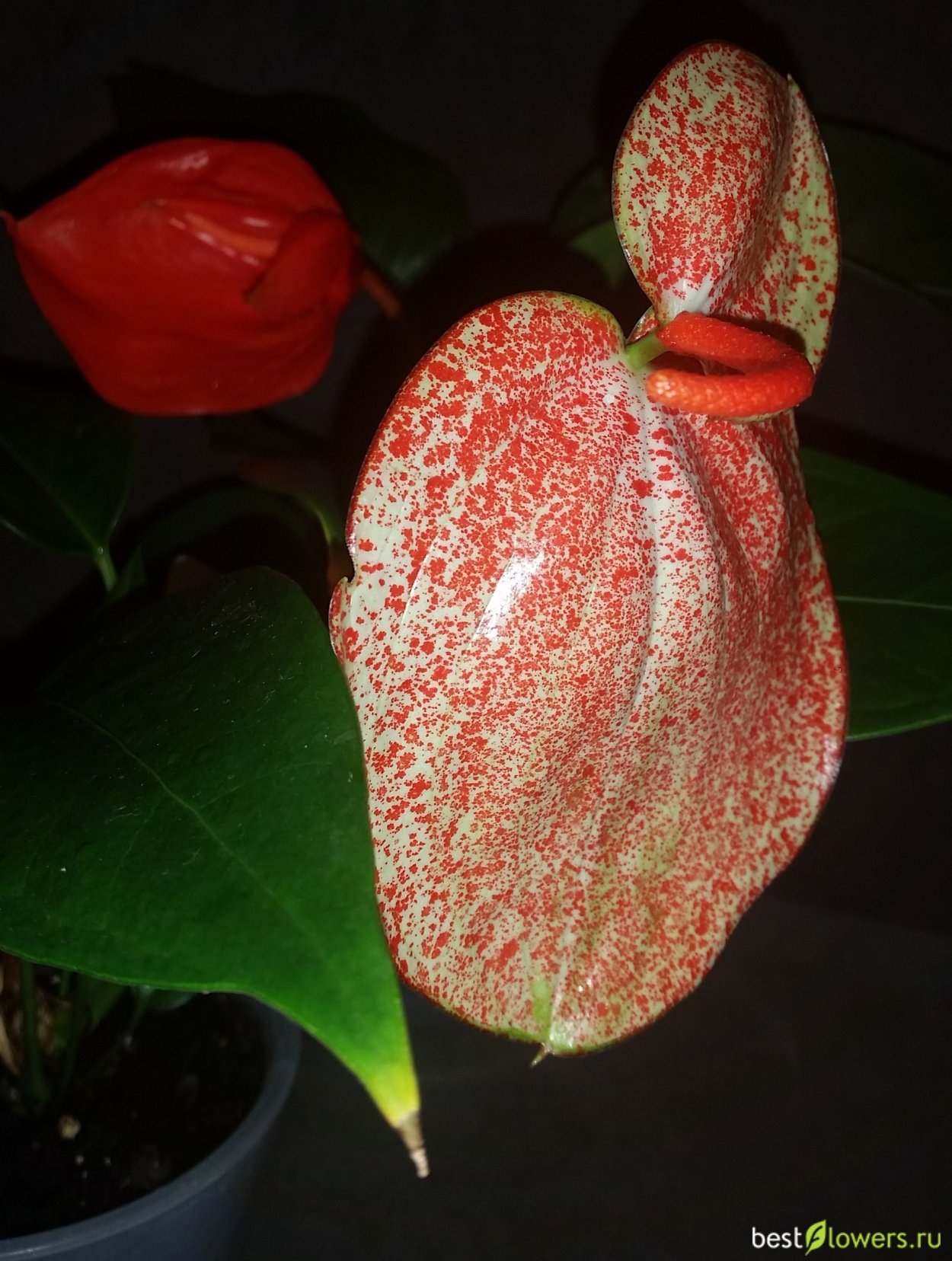 Антуриум Андре Гавайи