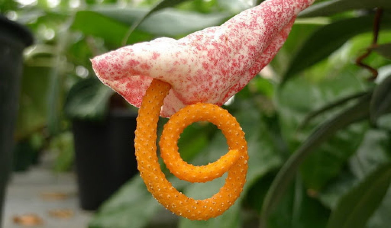 Антуриум Шерцера