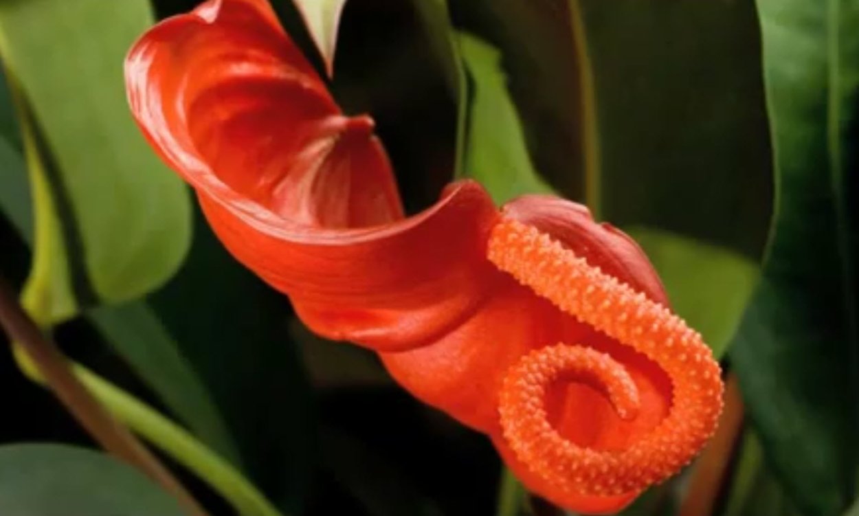 Антуриум Шерцерианум микс d-7