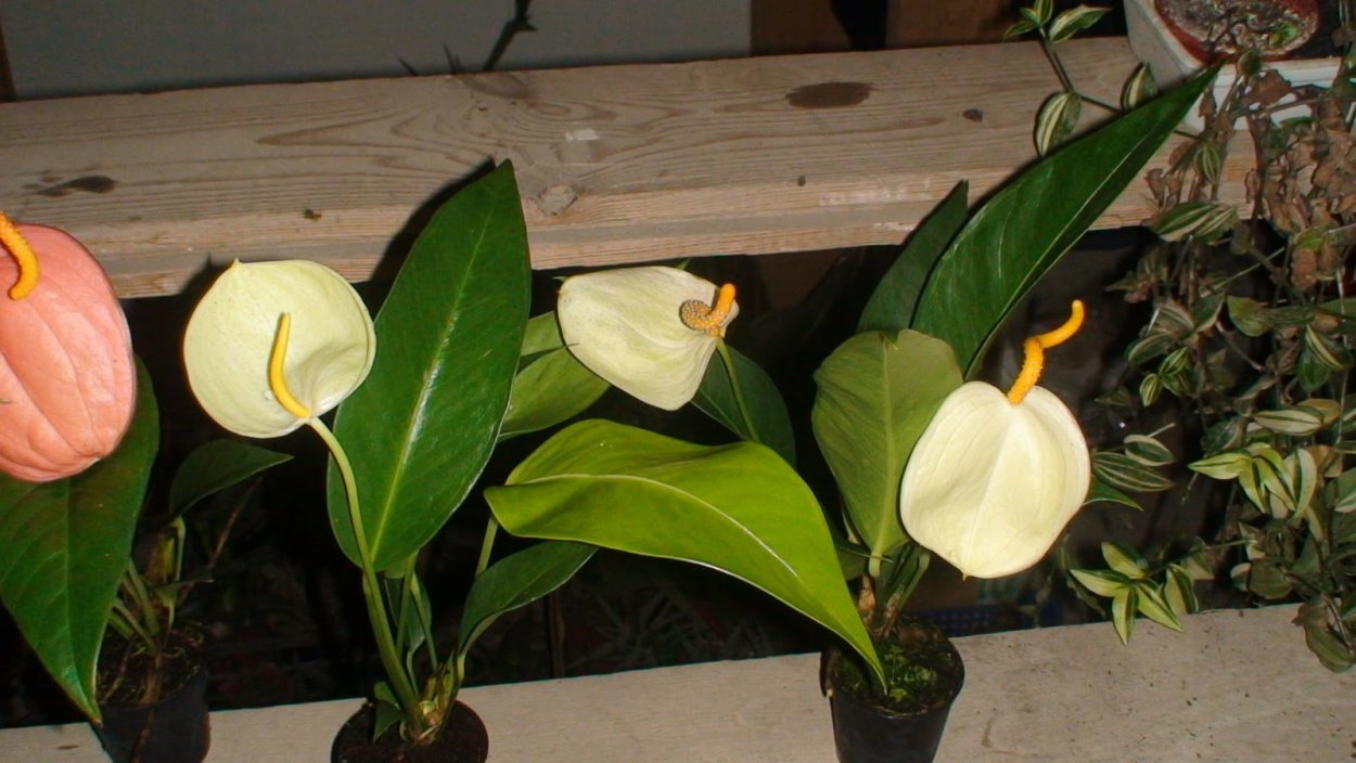 Антуриум Шерцера Лимонетти