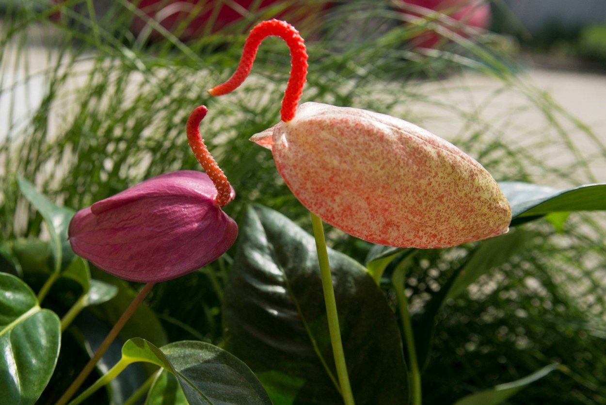 Антуриум Шерцера