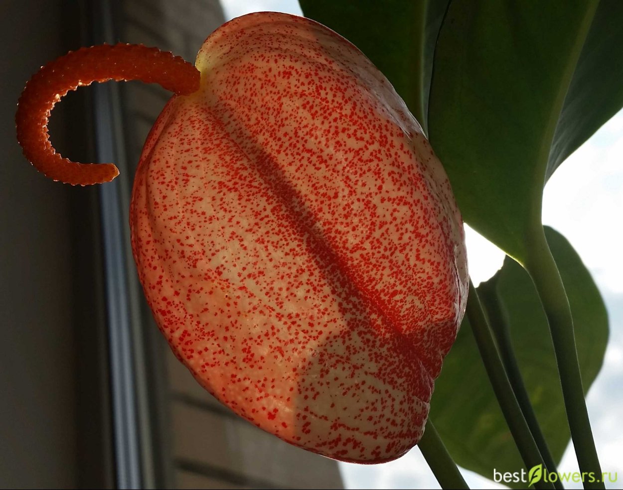 Антуриум Шерцера