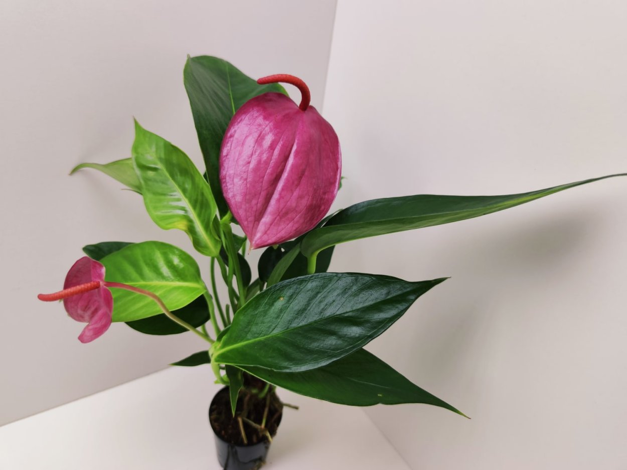 Антуриум Шерцера Кристина