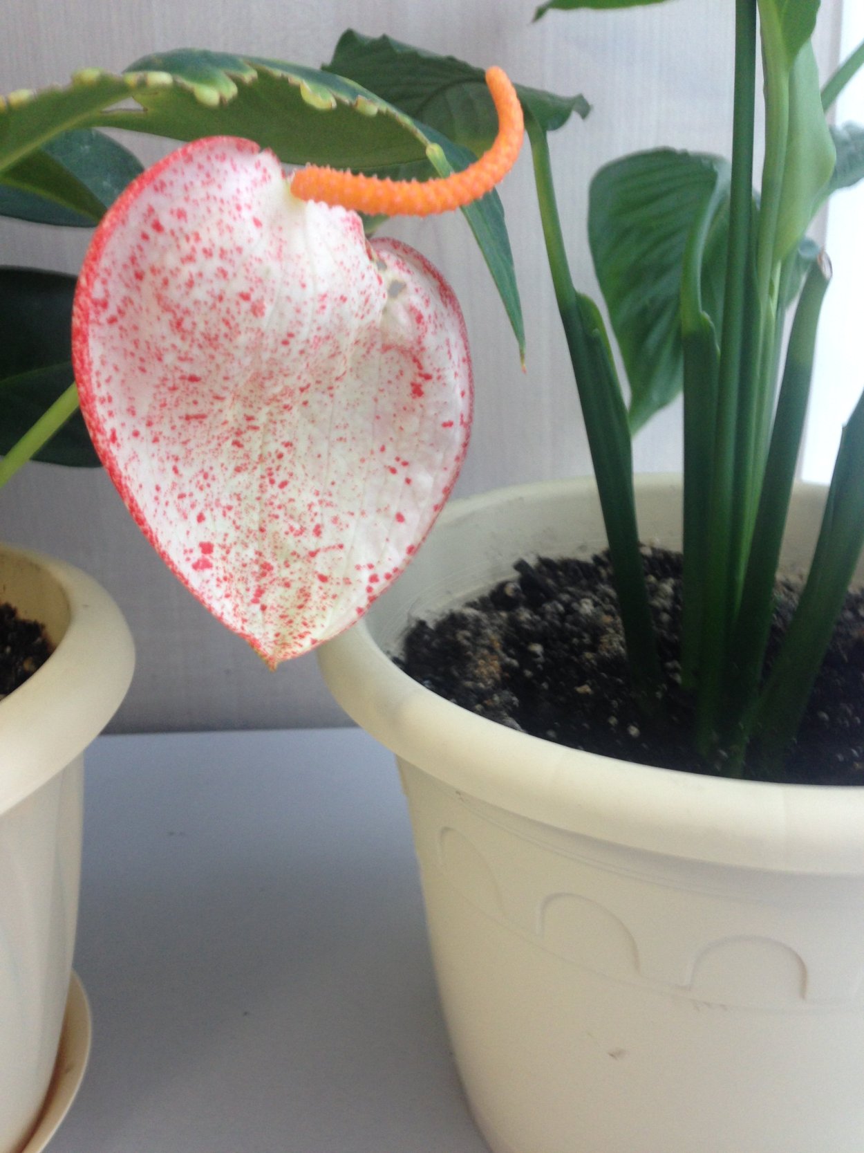 Антуриум Шерцера Кристиан