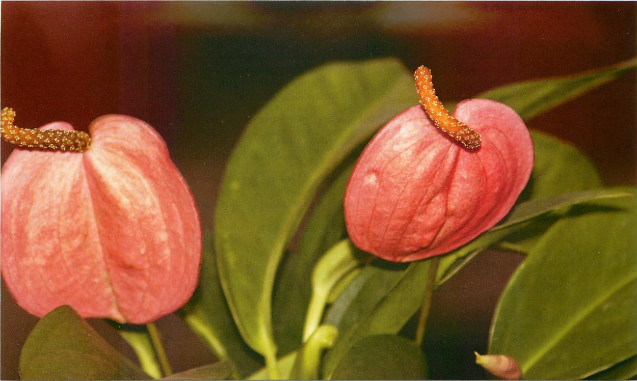 Антуриум Шерцера (Anthurium scherzerianum)
