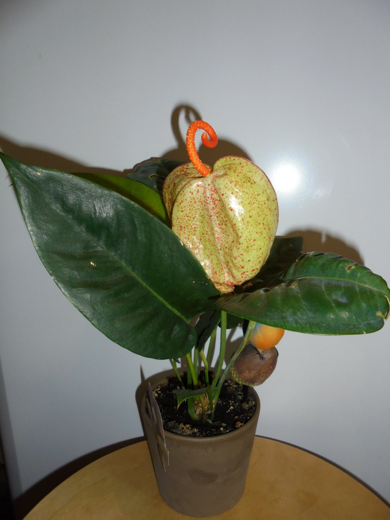 Антуриум Шерцера Амаретти