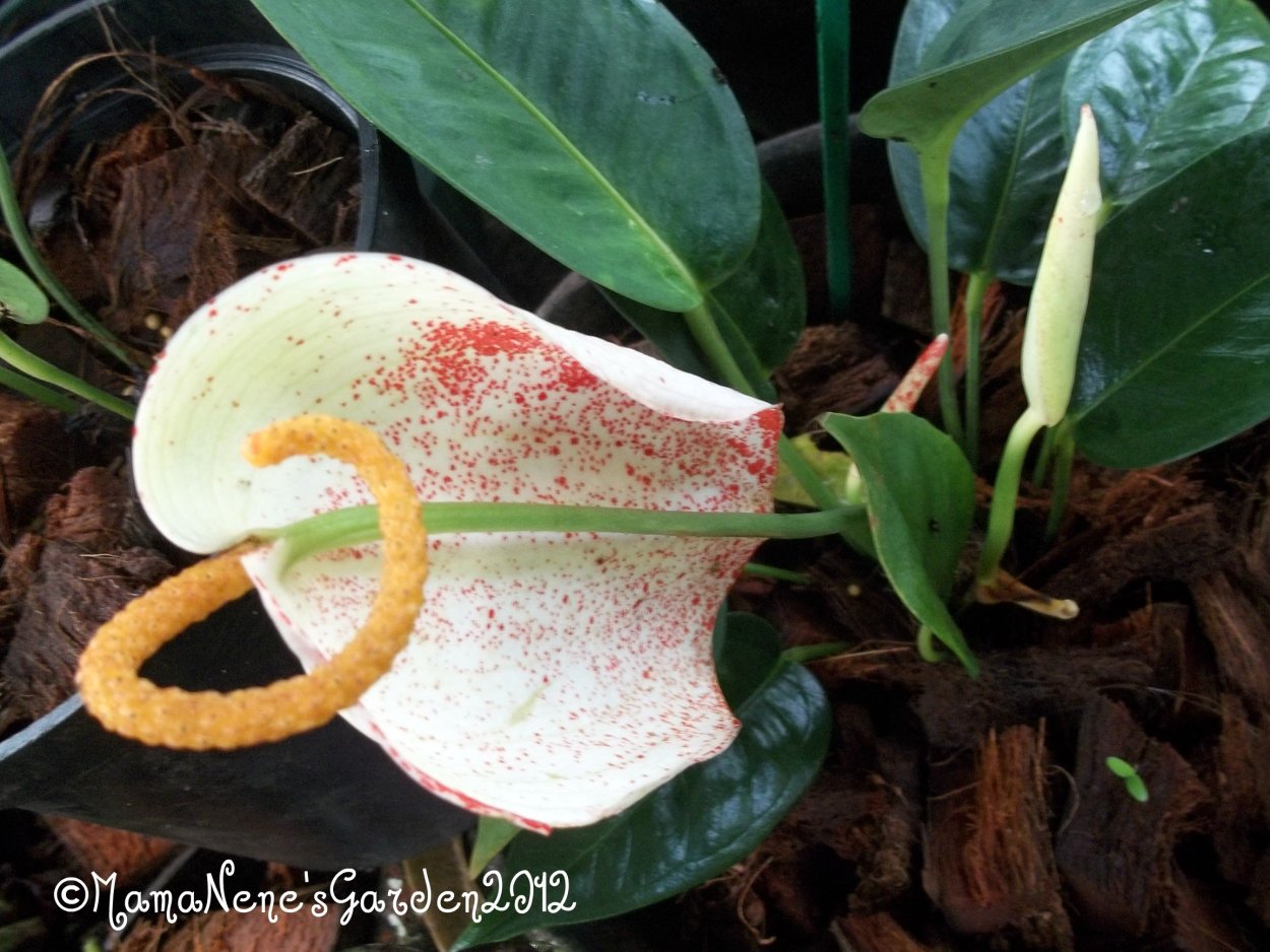 Антуриум Шерцера Белладотти