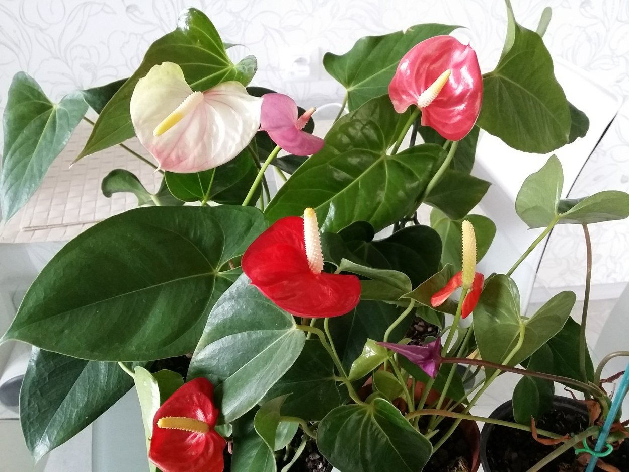 Nl-175663750 Антуриум Девоут