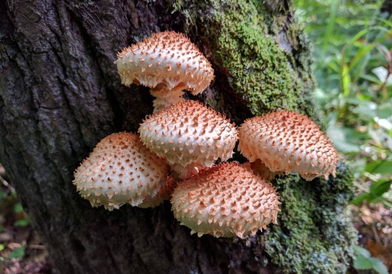 Гриб чешуйчатка обыкновенная Pholiota squarrosa