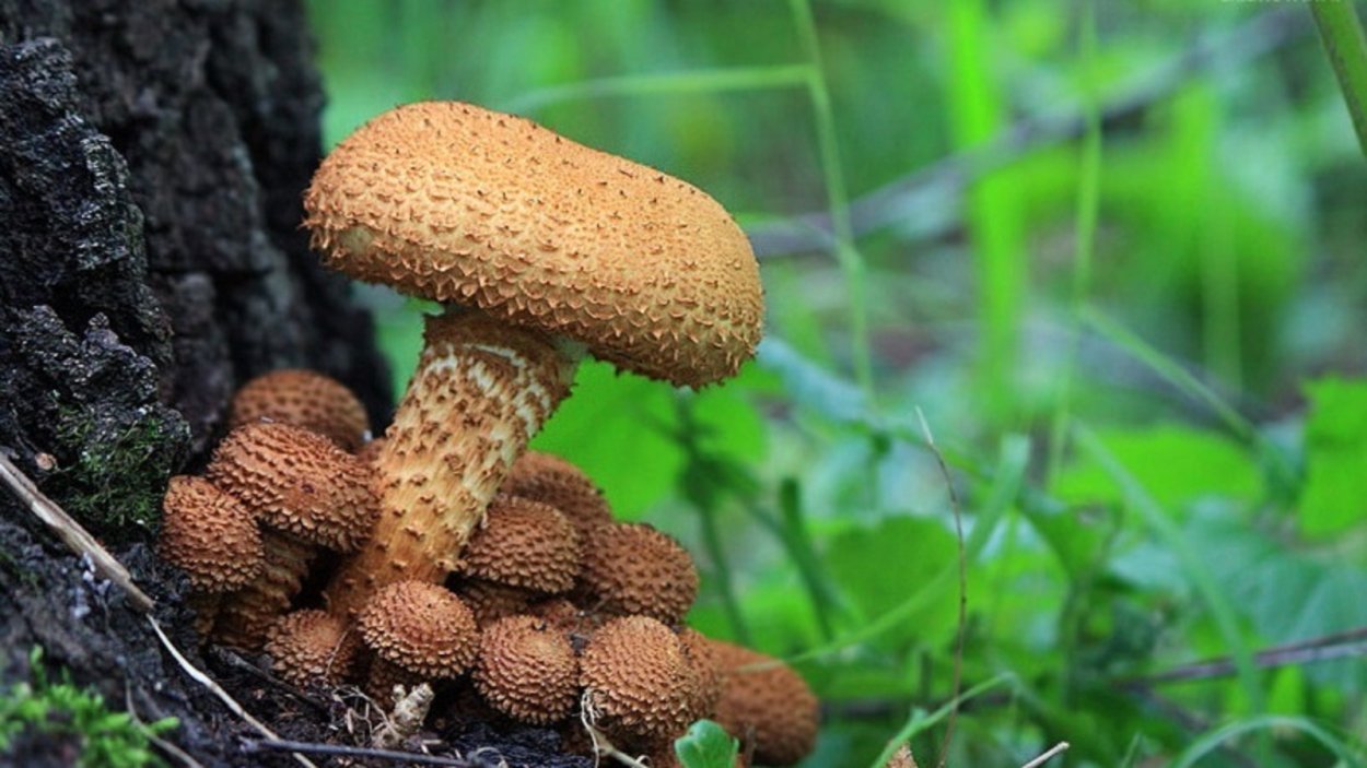 Королевские опята