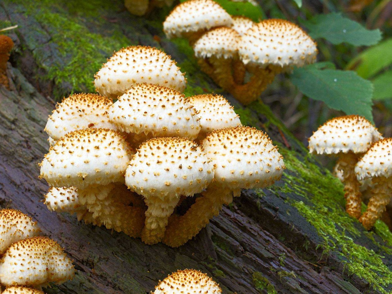 Чешуйчатка Боровая Pholiota spumosa