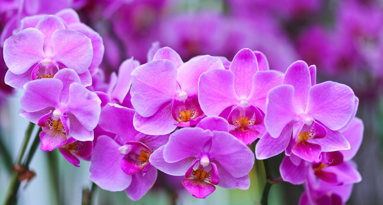 Букет из орхидей