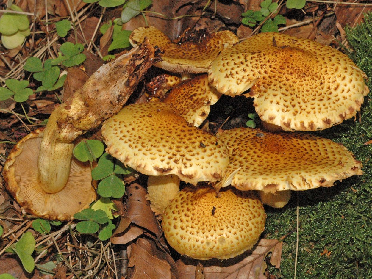Гриб чешуйчатка обыкновенная Pholiota squarrosa