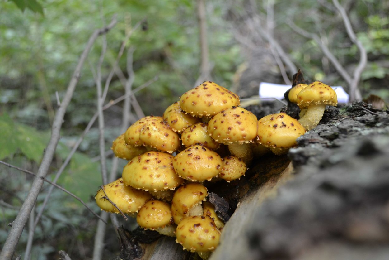 Чешуйчатка золотистая (Pholiota aurivella)