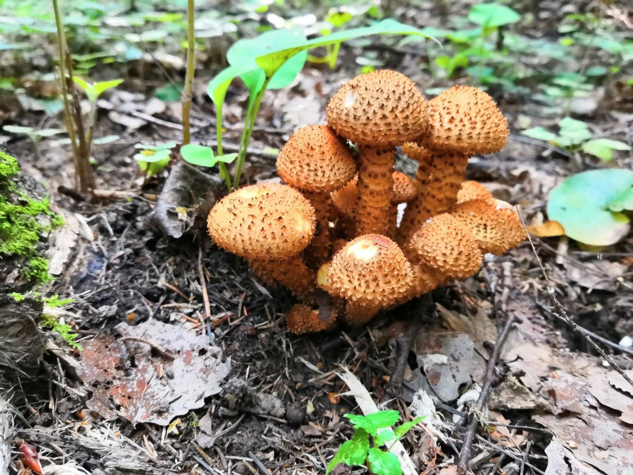 Чешуйчатка обыкновенная съедобная