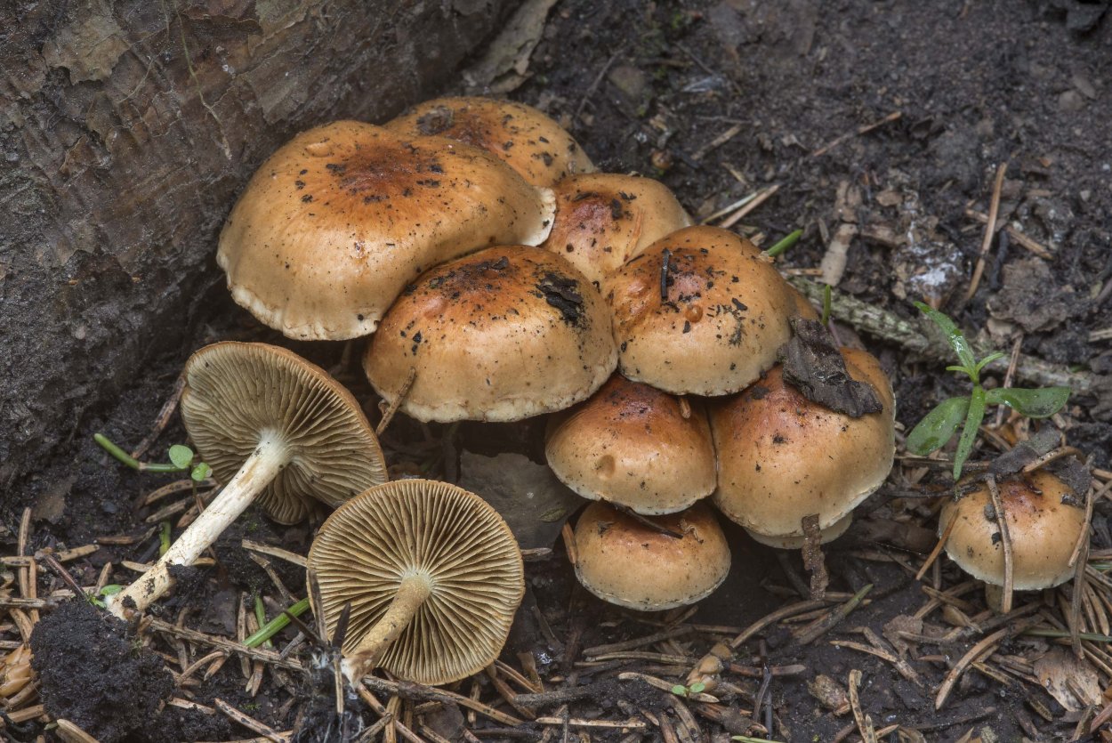 Чешуйчатка Гаревая