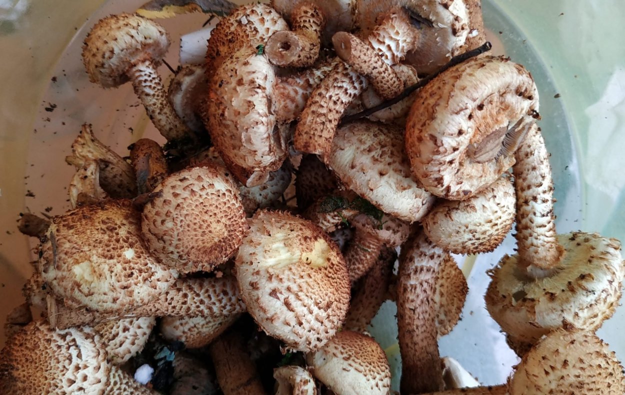 Пряная чешуйчатка съедобная