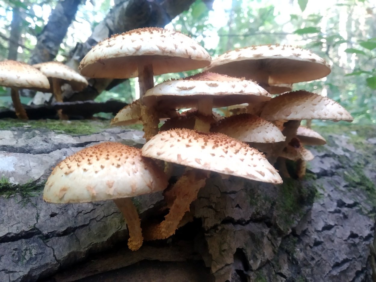 Чешуйчатка чешуйчатовидная